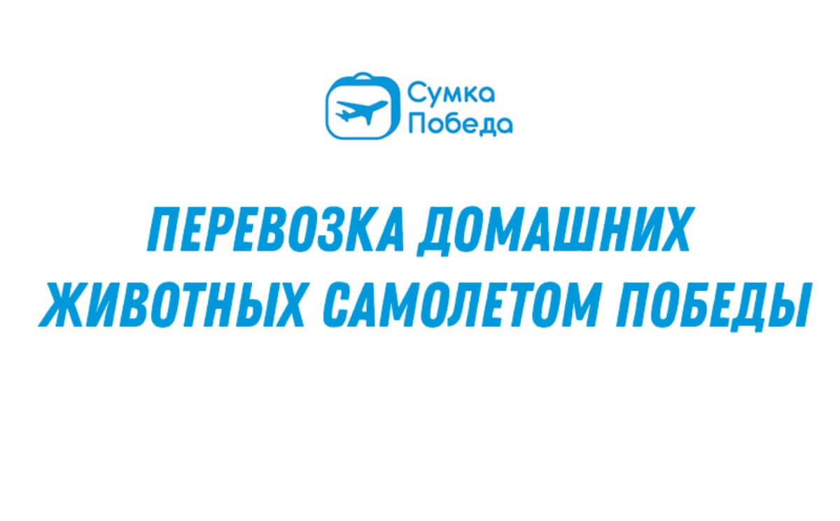 Правила провозки домашних питомцев с Победой: справки, прививки, тарифы